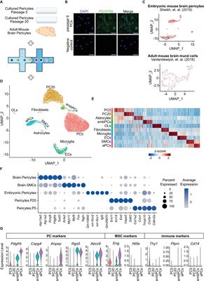 Cultured brain pericytes adopt an immature phenotype and require endothelial cells for expression of canonical markers and ECM genes
